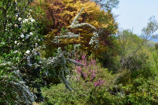 Spring flowers, JPG Spring flowers, JPG