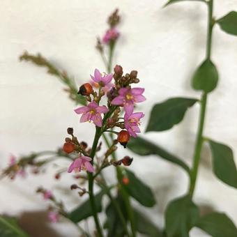 ハゼラン1 ハゼラン1の写真