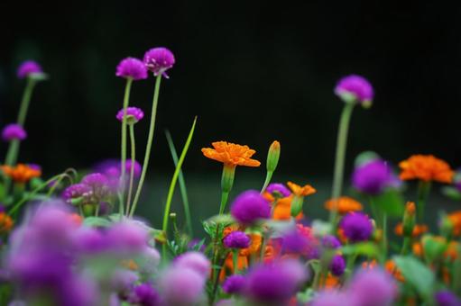 花 花の写真