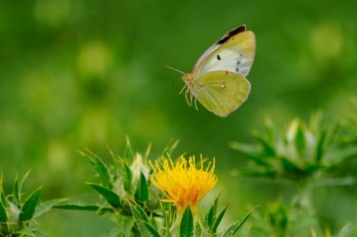 Monad butterfly (53), JPG