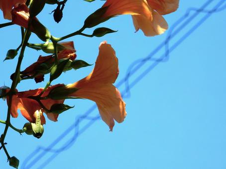 【花の写真】ノウゼンカズラ(凌霄花) 【花の写真】ノウゼンカズラ(凌霄花)の写真