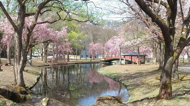 桜の咲く池 桜,池,水辺の写真素材