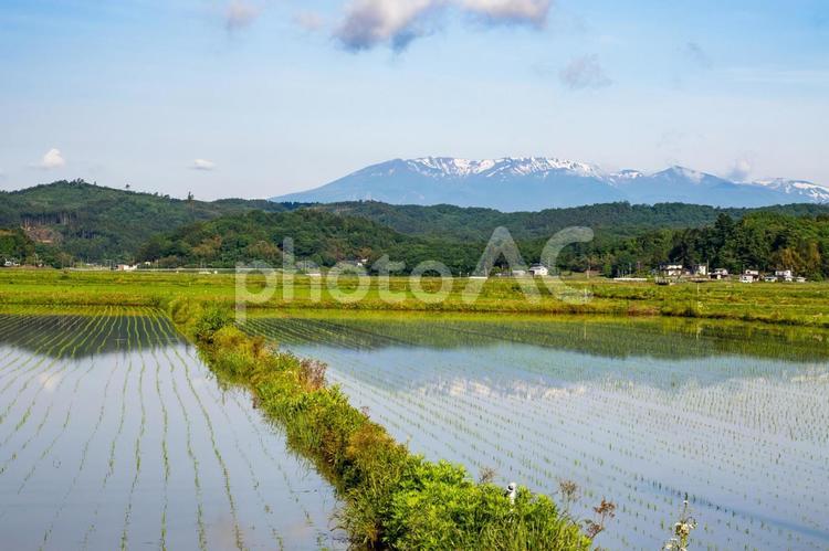 水田のリフレクション⒇ 水田,春,田植えの写真素材