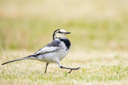ハクセキレイ(23) ハクセキレイ(23) 野鳥,ハクセキレイ,セキレイの写真素材