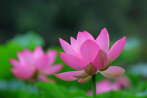 神聖的花, JPG 神聖的花, a lotus, lotus, flower, JPG