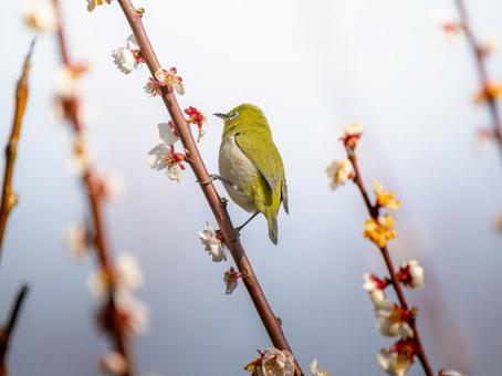 梅の花とメジロ・ウメジローの写真