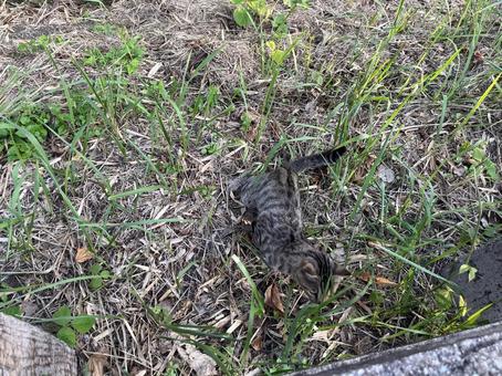 野良猫上から 野良猫,猫,隠れているの写真素材