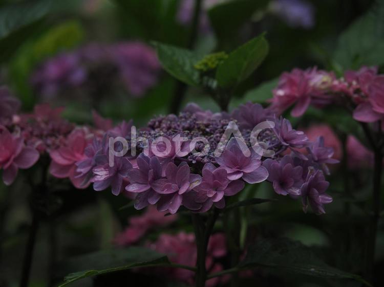 アジサイ（赤・ピンク・紫） アジサイ,あじさい,紫陽花の写真素材