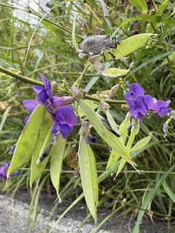 南天萩とヨツボシカメムシ(幼虫)の写真