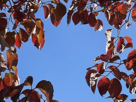 神田川10月:秋晴れの紅葉のフレーム 神田川10月:秋晴れの紅葉のフレーム 紅葉,樹木,快晴の写真素材
