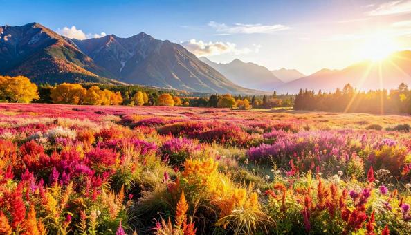 秋の花 ケイトウ 9月 10月 秋の花 ケイトウ 9月 10月の写真