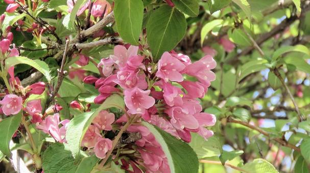 タニウツギの花 タニウツギの花 タニウツギ,花,初夏の写真素材