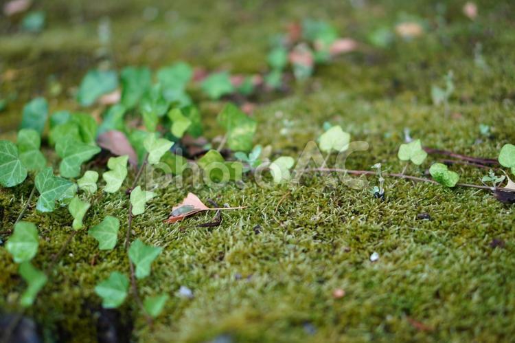 苔とアイビー 苔,コケ,アイビーの写真素材