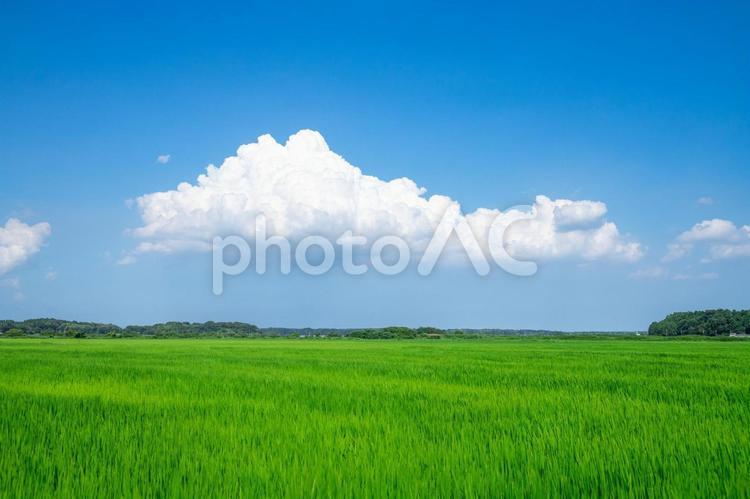 田園風景 田園風景,田舎,田舎暮らしの写真素材