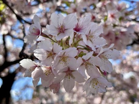桜の花 桜の花の写真