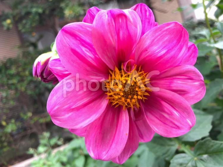 花 花,自然,植物の写真素材