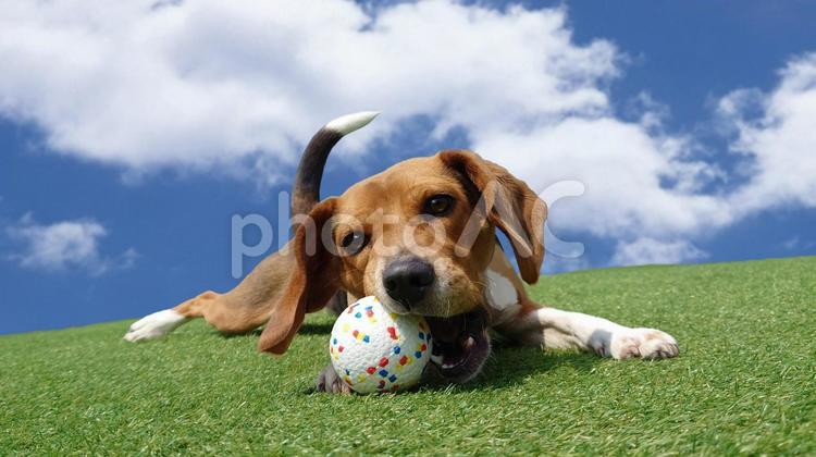 犬と青空とボール 犬,芝生,ビーグル犬の写真素材
