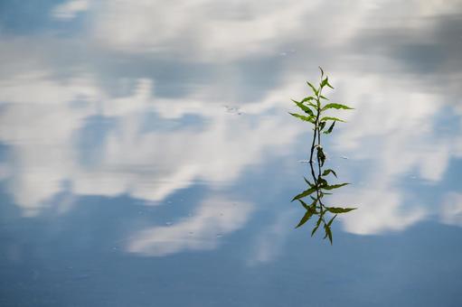 青い水面に浮かぶ雲と、そこに立つ緑の息吹 湖面,水面,リフレクションの写真素材