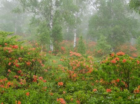 霧の白樺林とレンゲツツジ 霧の白樺林とレンゲツツジの写真