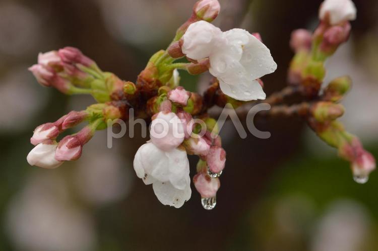 雨の桜の蕾 かわいい,さくら,しずくの写真素材