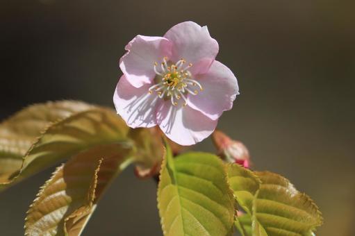 河津桜 河津桜 河津桜,花,花びらの写真素材