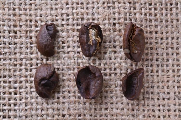 コーヒー豆の欠点豆クローズアップ コーヒー豆,欠点豆,変形の写真素材
