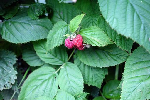 Photo, raspberry, the season, summer, 