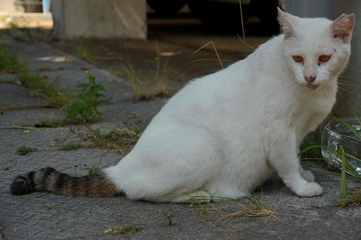 縞しっぽの白猫 縞しっぽの白猫 生き物,動物,のらねこの写真素材