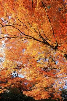 秋のオレンジ色の紅葉の背景2 紅葉,もみじ,秋の写真素材