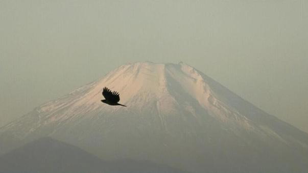霞に浮かぶ富士山とカラス 霞に浮かぶ富士山とカラスの写真