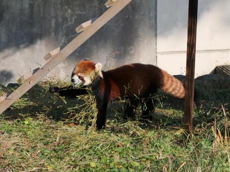 レッサーパンダ 大島公園,動物園,動物の写真素材