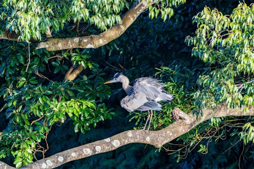 アオサギのいる風景 アオサギ,オオアオサギ,くちばしの写真素材