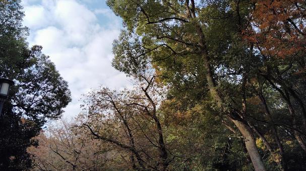 大阪城公園 木,空,曇りの写真素材