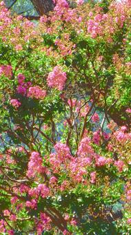 長野県-信濃国分寺跡史跡公園-百日紅 長野県-信濃国分寺跡史跡公園-百日紅の写真