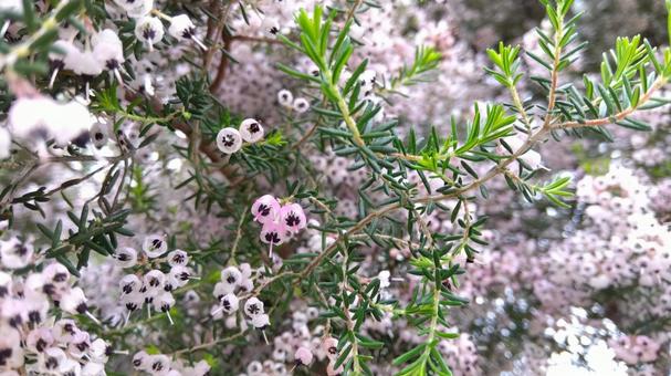 ピンクのお花 ピンクのお花の写真