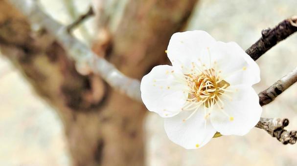 Lichun White Plum 017, prugna, fiori di prugne, fiore, JPG