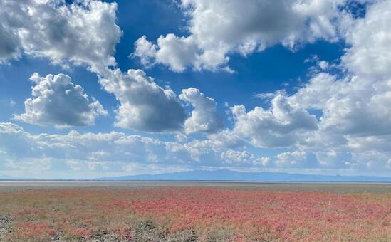 東よか干潟から見るシチメンソウと有明海 シチメンソウ,有明海,東よか干潟の写真素材