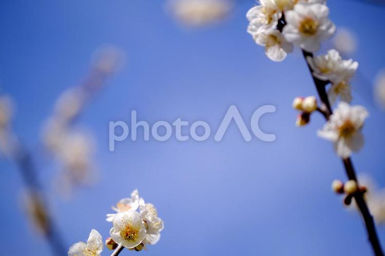 梅の花と晴れ空 梅,梅の花,梅林の写真素材
