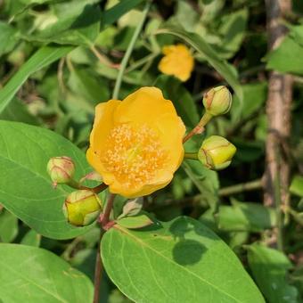 Golden shrike, JPG Golden shrike, JPG