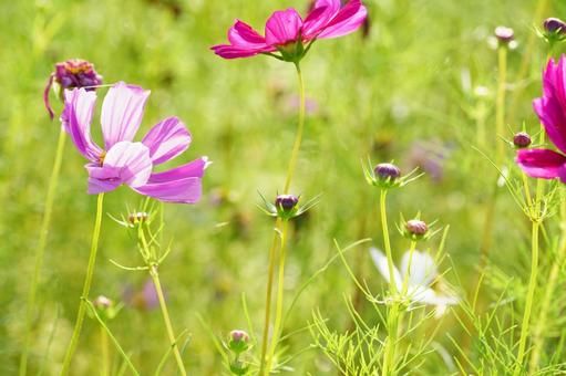 秋桜 コスモス,秋,花の写真素材