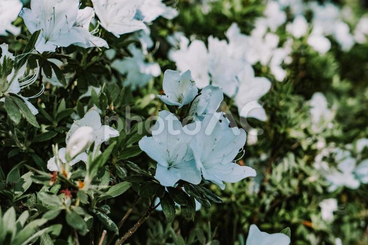  ツツジ ツツジ,花壇,花の写真素材
