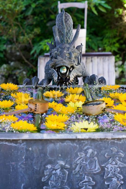 夏の柳谷観音の花手水 花手水,涼しげ,花の写真素材