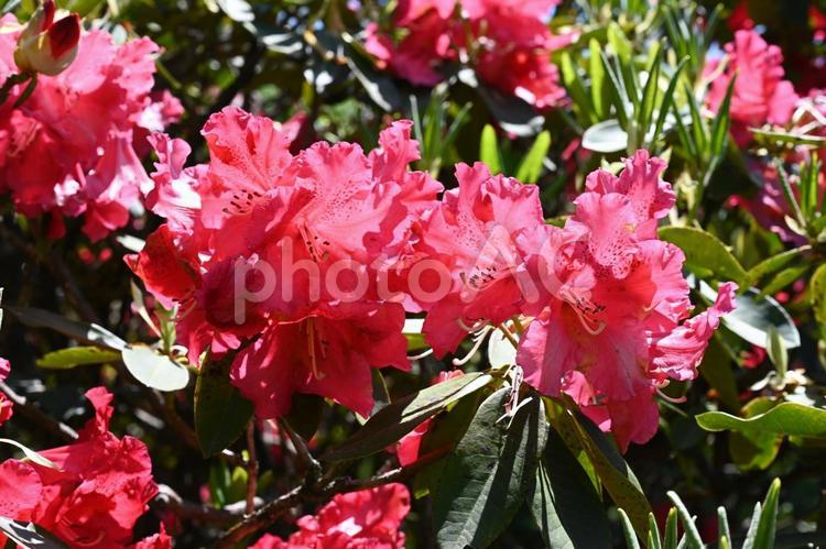 赤城自然園で撮った赤いシャクナゲの花 自然,背景,春の写真素材