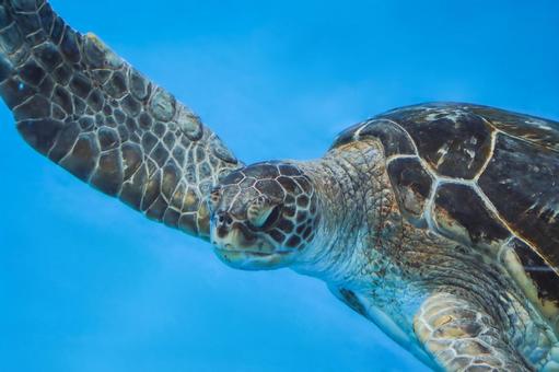 ウミガメ ウミガメ 亀,カメ,ウミガメの写真素材