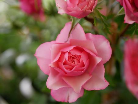 薔薇 薔薇の写真