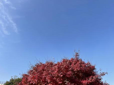 紅葉と空の写真