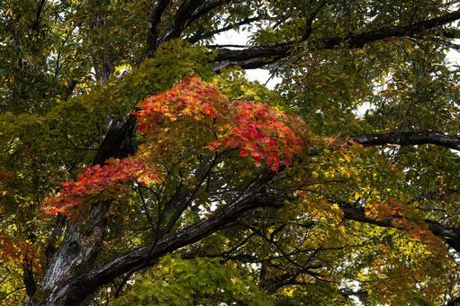大木の枝と一部色づいた紅葉 紅葉,もみじ,モミジの写真素材