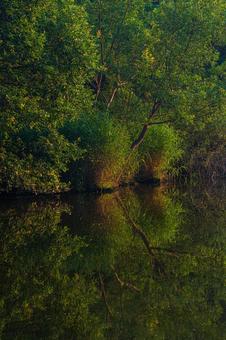Photo, reflection, pool, early morning, 
