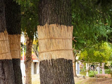 秋イメージ〜樹木のコモ巻き コモ巻き,秋イメージ,樹木の写真素材