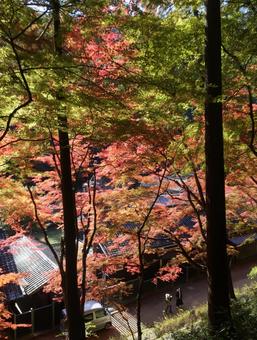 香嵐渓の紅葉 愛知の絶景 モミジ 秋風景 紅葉,秋,モミジの写真素材